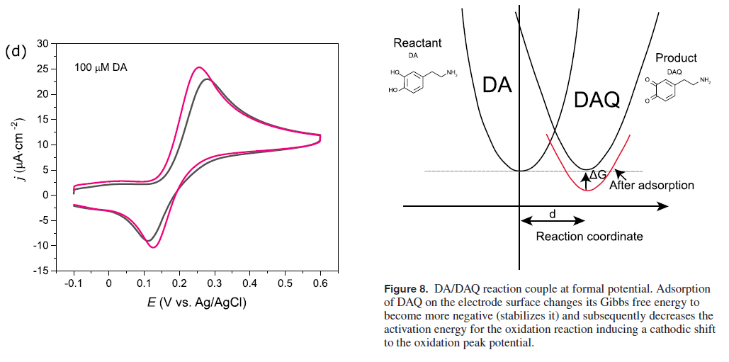 Effect of adsorption on cyclic voltammetry
